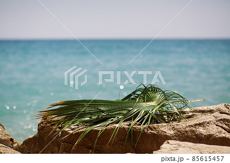 Rocky Beach with Palm Leaf Vacation Background 85615457