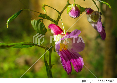 Parrot flower at Doi Luang Chiang Dao mountain, 85615487