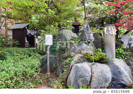 松戸神社 龍神さまと御神水(千葉県松戸市) 松戸神社 龍神さまと御神水(千葉県松戸市) 85615696