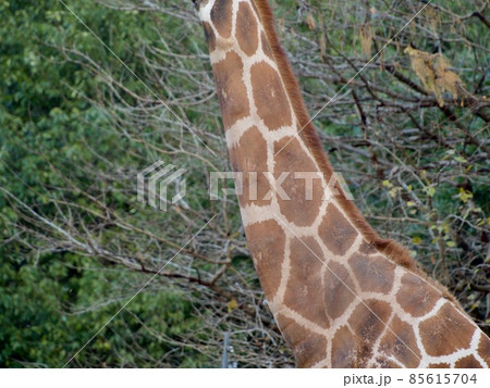 キリンの首 キリンの首 85615704