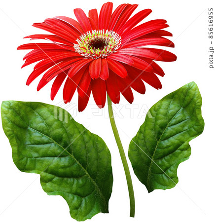 watercolor gerbera flower red. Flower not stalk with green leaves isolated on white background. No shadows with clipping path. For design. Nature watercolor gerbera flower red. Flower not stalk with green leaves isolated on white background. No shadows with clipping path. For design. Nature 85616955