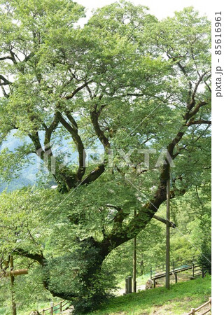 仁淀川のひょうたん桜 85616961