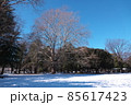 大雪の翌朝の砧公園　中央の落葉した木は世田谷名木百選・アメリカスズカケノキ 85617423