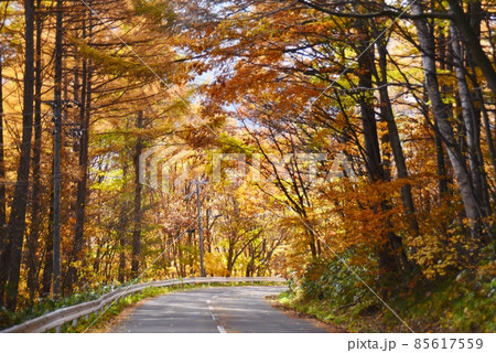 紅葉した木立の中の県道66号線 85617559