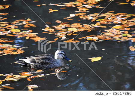 山田池公園 山田池公園 85617866