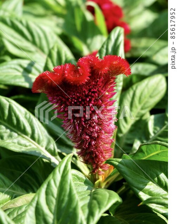 Beautiful Fresh Red Cockscomb Flowers or Woolflowers Beautiful Fresh Red Cockscomb Flowers or Woolflowers 85617952