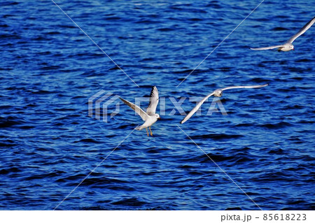 カモメの飛行 85618223