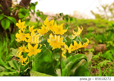 美しい黄花カタクリ 85618272