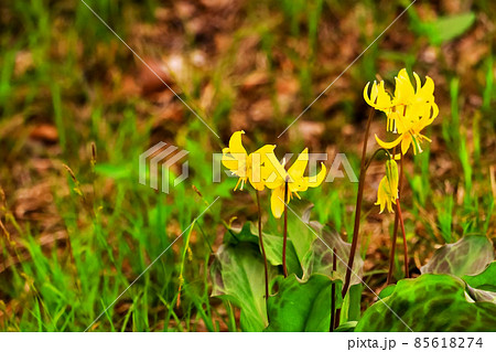美しい黄花カタクリ 85618274