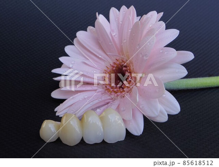 花のようにきれいな歯 花のようにきれいな歯 85618512