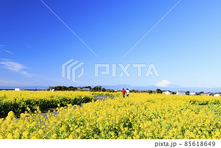 ソレイユの丘 ソレイユの丘 85618649