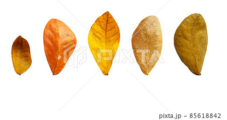 Isolated Albizia lebbeck leaves with clipping path on white background 85618842
