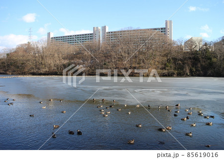 仙台市宮城野区 冬の鶴ケ谷中央公園周辺 仙台市宮城野区 冬の鶴ケ谷中央公園周辺 85619016