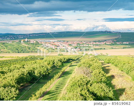 Family vineyards form a traditional landscape, upper view 85619062