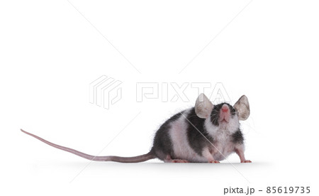 Black with white mouse isolated on white background 85619735