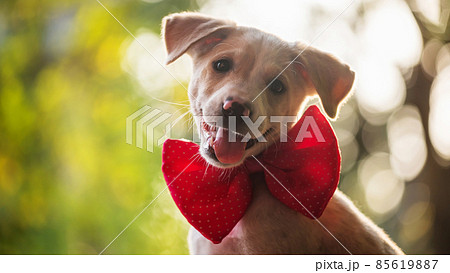 smiling labrador puppy with red bow tie at sunset smiling labrador puppy with red bow tie at sunset 85619887