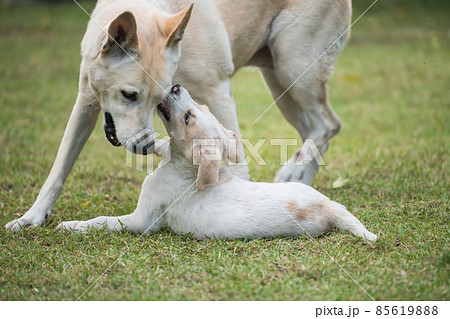 Cute little white puppy play with its mother dog 85619888
