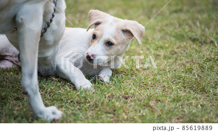 Mom dog take care of its puppy at grass field 85619889