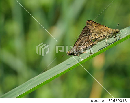Two Large Branded Swift Butterflies mating on leaf with natural green background, White dot pattern on the brown wings of tropical butterfly Two Large Branded Swift Butterflies mating on leaf with natural green background, White dot pattern on the brown wings of tropical butterfly 85620018