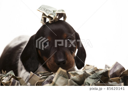 image of dog money white background  85620141