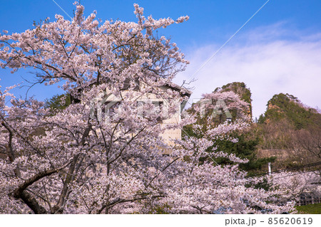 【新潟県】佐渡島 佐渡金山 道遊の割戸 桜 【新潟県】佐渡島 佐渡金山 道遊の割戸 桜 85620619