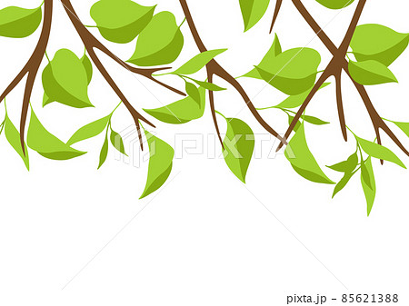 Background with branches and green leaves. Spring or summer twigs. 85621388