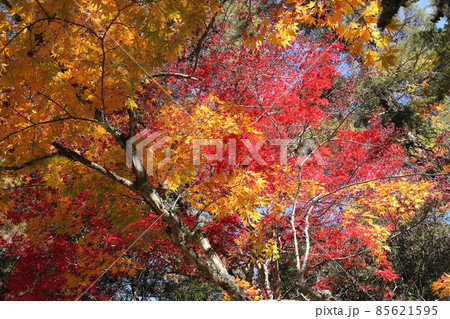 宮島・紅葉谷 宮島・紅葉谷 85621595