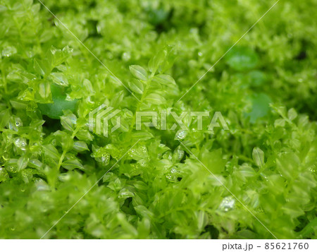 たっぷりと水を含んだ雨後のコツボゴケ 85621760