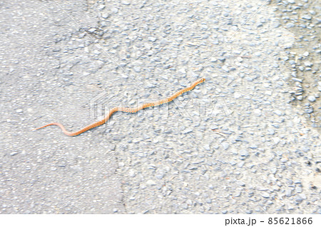 地を這うジムグリ 地を這うジムグリ 85621866