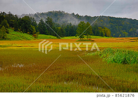 尾瀬沼_大江湿原_秋のクサモミジ 尾瀬沼_大江湿原_秋のクサモミジ 85621876