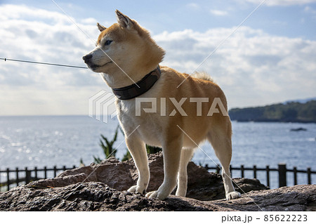 海を背に岩場に立つマメシバ 海を背に岩場に立つマメシバ 85622223