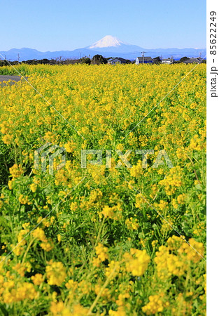 ソレイユの丘　菜の花 85622249