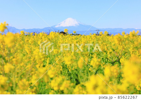 ソレイユの丘 菜の花 ソレイユの丘 菜の花 85622267