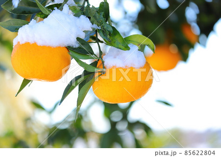 雪の積もった夏蜜柑 雪の積もった夏蜜柑 85622804