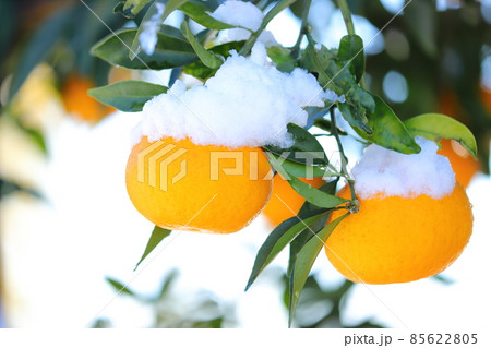 雪の積もった夏蜜柑 雪の積もった夏蜜柑 85622805