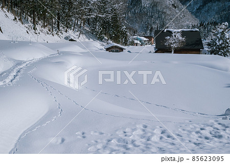 新雪と動物の足跡【北安曇郡小谷村】 85623095