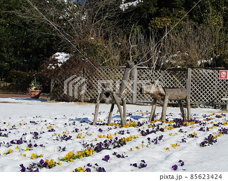 雪景色の中の可愛い黄色と紫色の花はビオラの花 85623424