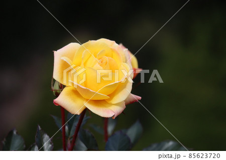 1輪の黄色のゴールドマリー84と言う名の薔薇の花の咲く風景 1輪の黄色のゴールドマリー84と言う名の薔薇の花の咲く風景 85623720