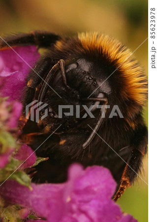 Detailed vertical close up on the black Cuckoo-Bumble Bee, Bombus vestalis, sitting on a purple flower Detailed vertical close up on the black Cuckoo-Bumble Bee, Bombus vestalis, sitting on a purple flower 85623978