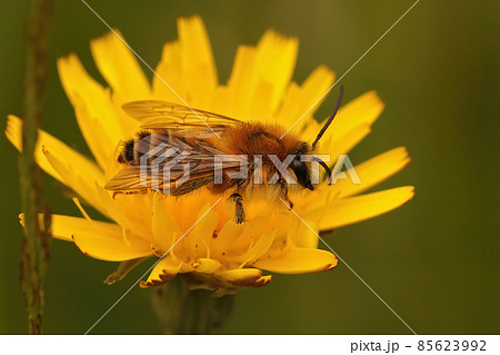 Closeup of a male of the pantaloon bee or hairy-legged mining bee, Dasypoda hirtipes on a yellow Oxytongue , Picris , flower in the field Closeup of a male of the pantaloon bee or hairy-legged mining bee, Dasypoda hirtipes on a yellow Oxytongue , Picris , flower in the field 85623992