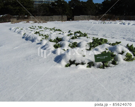 雪に覆われたまだまだ咲きそうにない寒咲き花菜 雪に覆われたまだまだ咲きそうにない寒咲き花菜 85624070