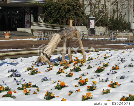雪景色の中の可愛いオレンジ色と空色の花はビオラの花 雪景色の中の可愛いオレンジ色と空色の花はビオラの花 85624073