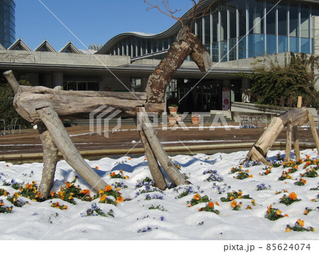 雪景色の中の可愛いオレンジ色と空色の花はビオラの花 85624074