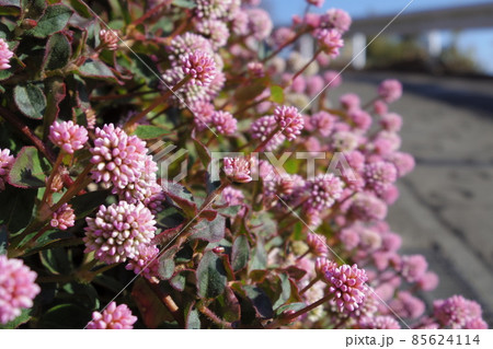 【松田町】冬の街角、路地裏の草花 【松田町】冬の街角、路地裏の草花 85624114