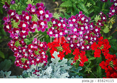 Verbena hybrid flowers blooming in park. Close up with selected focus. 85624115