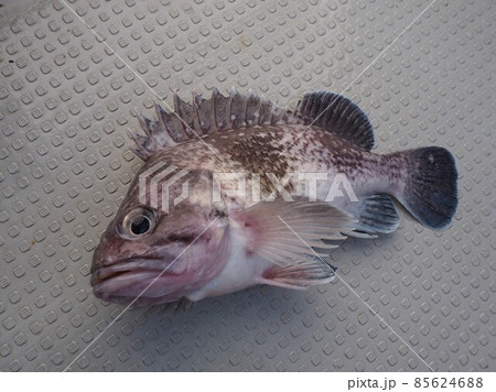 マゾイ マゾイ 85624688