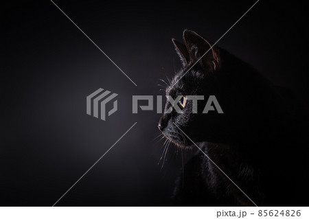 Side view of a light rimmed black house cat. Isolated on a black background 85624826