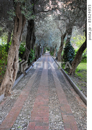 イタリア、シチリア島、タオルミーナ、市立公園 85624955