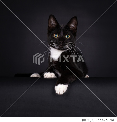 Lying black and white house cat kitten with a black background. 85625148