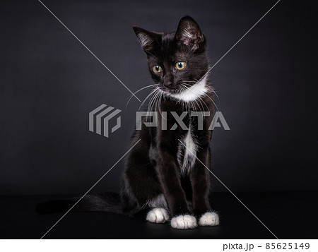 Sitting black house cat on a black background. 85625149
